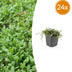 24x Leptinella Squalida Bodendecker, 10-25cm Bild 1