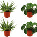 4er Set: Aloe Spider & Pilea Peperomioides | Ø10,5cm | 10cm hoch Bild 2