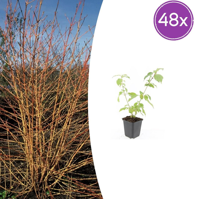 48x Cornus sanguinea 'Anny's Winter Orange' 10-25cm
