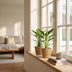 Green boutiQ - Strelitzia Reginea - Paradiesvogelblume - 1 Plant - Pot 12cm - Hoogte - 35cm Bild 3