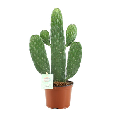 Opuntia Rubescens Konsolea Kaktus Ø12cm | 35cm hoch