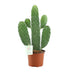 Opuntia Rubescens Konsolea Kaktus Ø12cm | 35cm hoch Bild 1