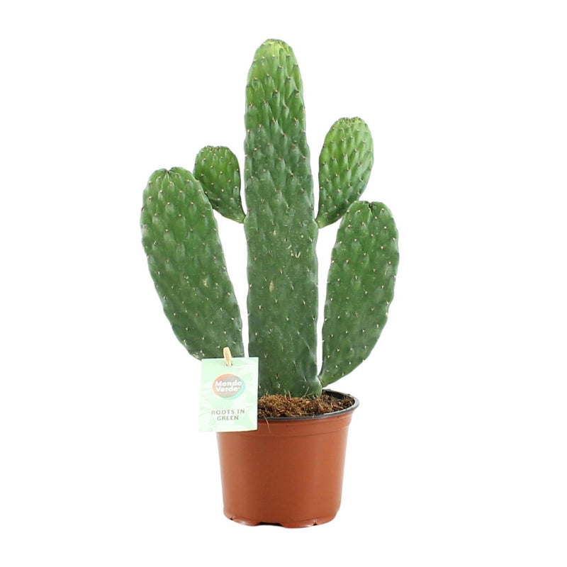 Opuntia Rubescens Konsolea Kaktus Ø12cm | 35cm hoch