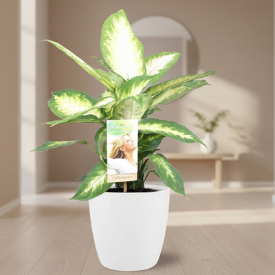 Dieffenbachia Camilla mit Topf Ø17cm - 45cm hoch - Weiß