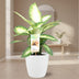 Dieffenbachia Camilla mit Topf Ø17cm - 45cm hoch - Weiß Bild 2
