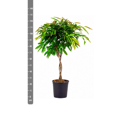 Ficus Amstel King mit geflochtenem Stamm - 130cm