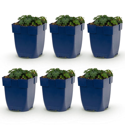 Green boutiQ - Perennial - Geranium sang. Max Frei - Crane's Bill - Ground Cover - Pink - 6 Plants - Pot 11cm - Height 15-25cm