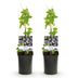 GreenboutiQ Passion Flower 'Damsel's Delight', Purple/White, 2 Plants Bild 2
