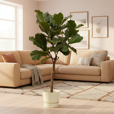 Ficus Lyrata Geigenfeige Stamm mit Topf 160cm Ø30cm