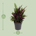 Calathea Lancifolia (Rattlesnake Plant) - Ø27cm - ↕70cm Bild 2