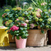 Hydrangea Endless Summer Pink: 2 winter-hardy hydrangeas Bild 5