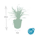 6x Liriope muscari 'Big Blue' – 10-25cm hoch, Ø9cm Topf Bild 3