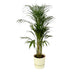 Areca-Palme (110 cm) im elho Greenville Topf (weiß) Bild 1