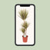 Dracaena Bicolor: Exotic Houseplant, 115cm tall Bild 5