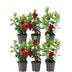 6x Dipladenia Rot (Mandevilla) - Ø12 cm Topf - 25 cm Hoch Bild 1