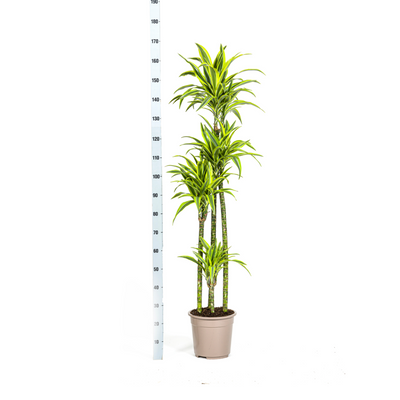Dracaena Lemon Lime Ø27cm - 170-190cm: Zimmerpflanze mit Streifen