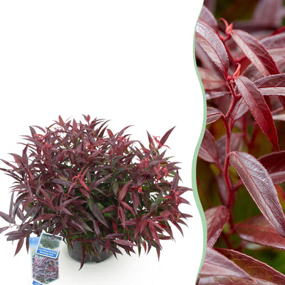 GreenboutiQ - Garden Plant - Leucothoe Burning Love - Red - 1 Plant - Evergreen - Low Maintenance - Pot 17cm Height 45cm