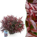 GreenboutiQ - Gartenpflanze - Leucothoe Burning Love - Rot - 1 Pflanze - Immergrün - Wenig Pflege - Topf 17cm Höhe 45cm Bild 1