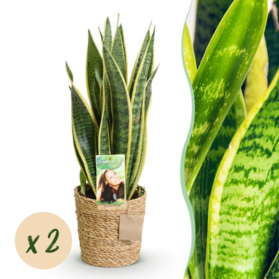 Sansevieria Laurentii (2 Pflanzen) mit Korb - Pflegeleicht
