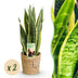 Sansevieria Laurentii (2 Pflanzen) mit Korb - Pflegeleicht Bild 1