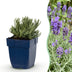 Green boutiQ - Stauden - Lavandula ang. Dwarf Blue - Lavendel - Duftend - Violett - 6 Pflanzen - Topf 11cm - Höhe 15-25cm Bild 1