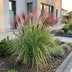 Green boutiQ - Gräser - Miscanthus sin. Red Chief - Pampasgras - Mit Blüte - Grün - 24 Pflanzen - Topf 11cm - Höhe 15-25cm Bild 6