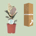 Ficus Elastica Tineke - Ø17cm - ↕50cm - Panaschierte Zimmerpflanze Bild 4