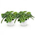 Green BoutiQ: 2 Maranta Fascinator Prayer Plants with white pot Bild 2
