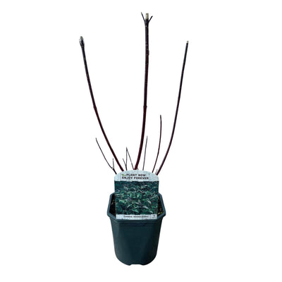 GreenboutiQ Cornus alba Kesselringii: Zierstrauch mit violetten Zweigen