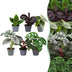 Baby Jungle Mix: 6 exotische Zimmerpflanzen (Ø6cm) Bild 1