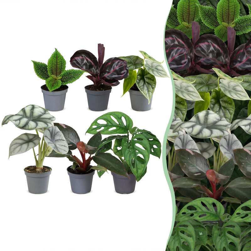 Baby Jungle Mix: 6 exotische Zimmerpflanzen (Ø6cm)