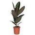 Ficus Elastica Abidjan Gummibaum Ø17cm, ↕60cm Bild 1