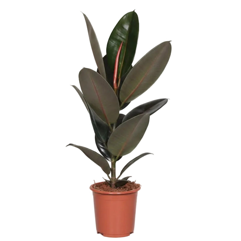 Ficus Elastica Abidjan Gummibaum Ø17cm, ↕60cm