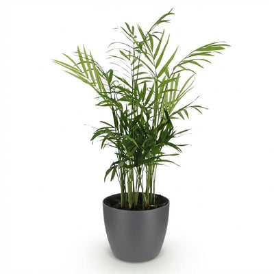 Goldpalme Chamaedorea elegans, Haustierfreundlich, Topf 12cm, H 15cm