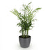 Parlor Palm Chamaedorea elegans, Pet-friendly, Pot 12cm, H 15cm Bild 2