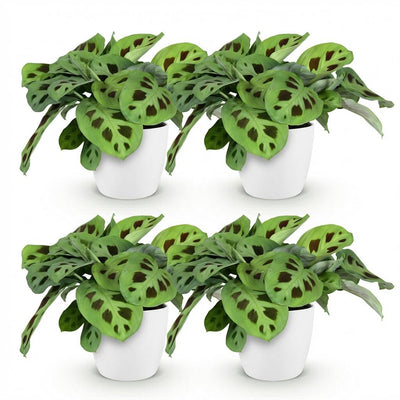 Green boutiQ Maranta Fascinator Kerchoveana Zebrapflanze im Topf