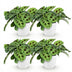 Green boutiQ Maranta Fascinator Kerchoveana Prayer Plant in Pot Bild 2