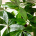 Pachira Aquatica Multi-stem Money Tree (Pot 17cm, 50-55cm) with Basket Bild 4