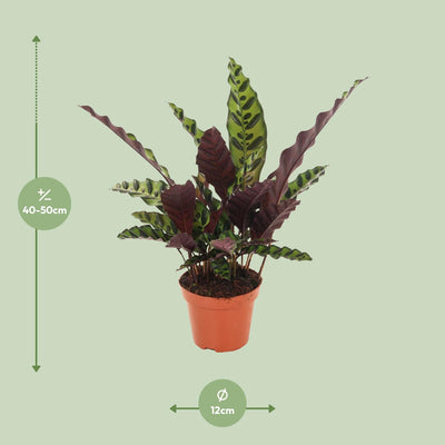 Calathea Insignis (Ø12cm, ↕50cm) - Exotische Zimmerpflanze für Ihr Zuhause