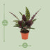 Calathea Insignis (Ø12cm, ↕50cm) - Exotische Zimmerpflanze für Ihr Zuhause Bild 2