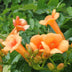 2x Campsis 'Indian Summer' Trompetenblume ↨65cm Ø15 Bild 4