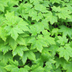 Tiarella cordifolia (Heartleaf Foamflower) 6-pack, 10-25cm Bild 7
