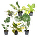 Baby Tropical Mix: 6 exotische Zimmerpflanzen im Ø6cm Topf Bild 2
