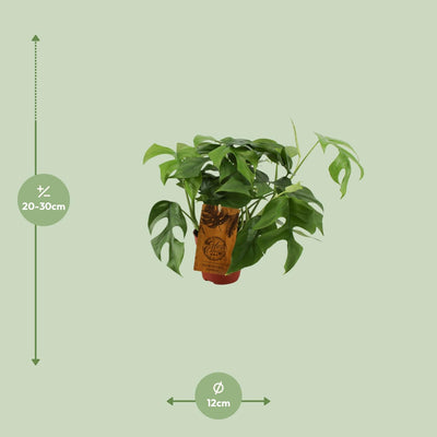 Monstera Minima: Kompakte Eleganz für Ihr Zuhause (Ø12cm, ↕30cm)