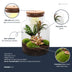 DIY Pflanzen-Terrarium mit Licht - Milky Palm Ø 21 cm Bild 2