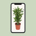 Dracaena Golden Coast - Eleganter Drachenbaum für Ihr Zuhause (Ø27cm, 110cm) Bild 4