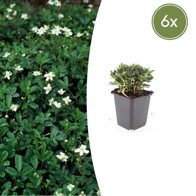 6x Potentilla tridentata 'Nuuk' - ↕10-25cm - Ø9cm