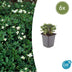 6x Potentilla tridentata 'Nuuk' - ↕10-25cm - Ø9cm Bild 1