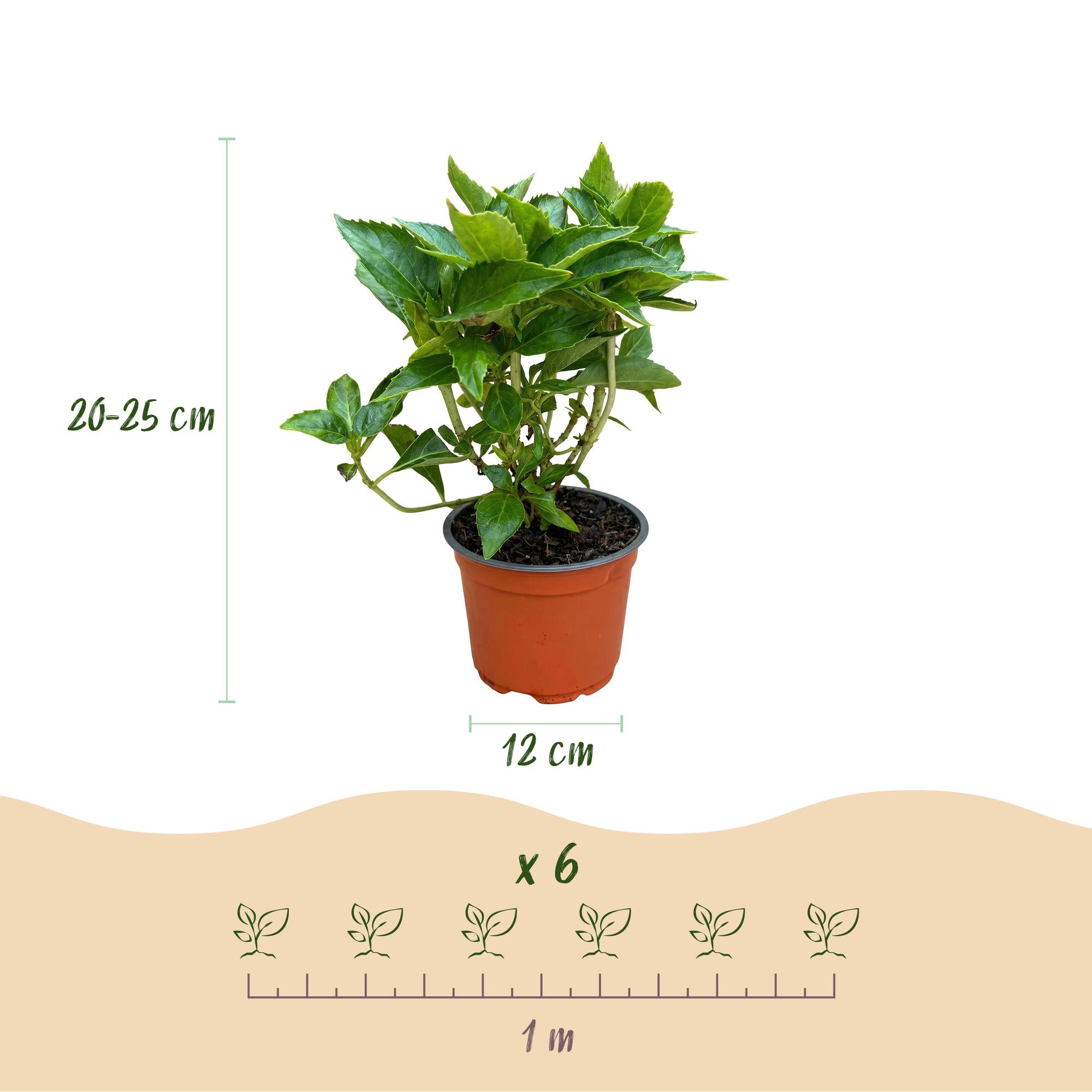 Green boutiQ - Gartenpflanze - Hydrangea macrophylla Rot - Hortensie - Winterhart - Rot - 1 Pflanze - Topf 12cm - Höhe 20-30cm