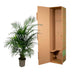 Areca-Palme (Dypsis Lutescens) 150cm, Topf ø21-24cm Bild 5